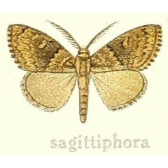 /filer/webapps/moths/media/images/S/sagittiphora_Dasychira_ST_Hering_24e.jpg