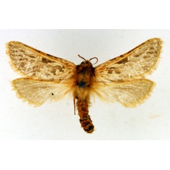 /filer/webapps/moths/media/images/V/vansoni_Antihepialus_AF_TMSA_01.jpg