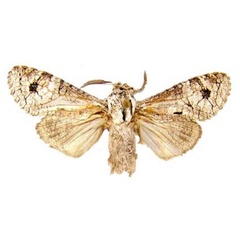 /filer/webapps/moths/media/images/I/inkubu_Afrikanetz_HT_MWM.jpg