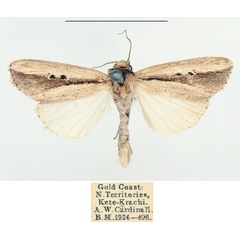 /filer/webapps/moths/media/images/L/lunulata_Mythimna_AM_BMNH_02.jpg