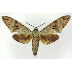 /filer/webapps/moths/media/images/N/natalensis_Poliana_AM_Basquin_03.jpg