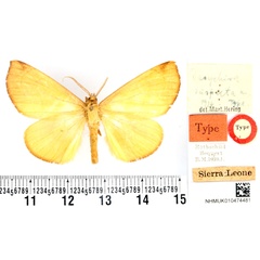 /filer/webapps/moths/media/images/S/suspecta_Dasychira_HT_BMNH.jpg
