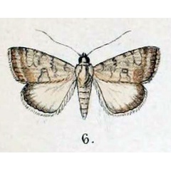 /filer/webapps/moths/media/images/S/sabulosa_Caradrina_HT_Swinhoe_47_6.jpg