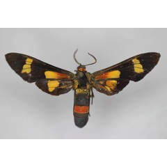 /filer/webapps/moths/media/images/M/madagascariensis_Euchromia_ST_BMNH.jpg