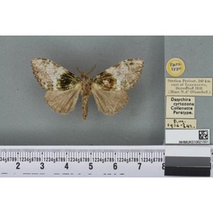 /filer/webapps/moths/media/images/C/cyrtozona_Dasychira_PTM_BMNH_02a.jpg
