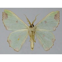 /filer/webapps/moths/media/images/S/sematoperas_Victoria_AM_ZSMb.jpg
