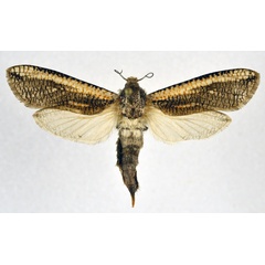 /filer/webapps/moths/media/images/J/junkeri_Azygophleps_AF_NHMO.jpg