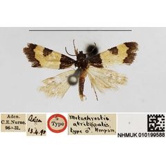 /filer/webapps/moths/media/images/A/atribasalis_Metachrostis_HT_NHMUK.jpg