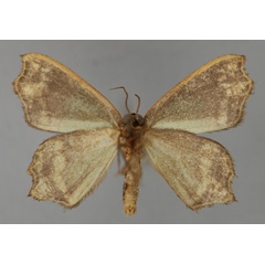 /filer/webapps/moths/media/images/S/semigrisea_Bathycolpodes_A_ZSM_02.jpg