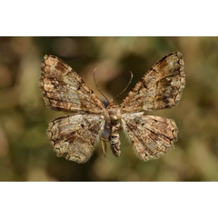 /filer/webapps/moths/media/images/M/multistrigata_Chiasmia_AF_Butler.jpg