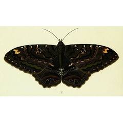/filer/webapps/moths/media/images/A/agarista_Ascalapha_Cramer2_170_A.jpg