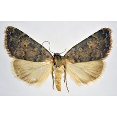 /filer/webapps/moths/media/images/P/phaulopsis_Dysmilichia_A_NHMO.jpg