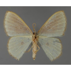 /filer/webapps/moths/media/images/R/rufocellata_Comostolopsis_A_ZSM_02.jpg