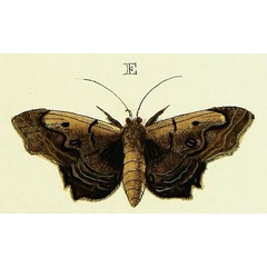 /filer/webapps/moths/media/images/A/alope_Lacera_Cramer3_286_E.jpg