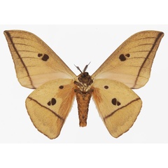 /filer/webapps/moths/media/images/M/melanoneura_Lobobunaea_AM_Basquinb.jpg
