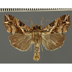 /filer/webapps/moths/media/images/M/maillardi_Callopistria_AM_Fiebig.jpg