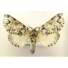 /filer/webapps/moths/media/images/T/tanganyikae_Afrocerura_AF_Darge.jpg