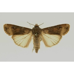 /filer/webapps/moths/media/images/I/ipsilon_Agrotis_AF_RMCA.jpg