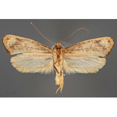 /filer/webapps/moths/media/images/D/deserticola_Nomima_HT_MfNb.jpg