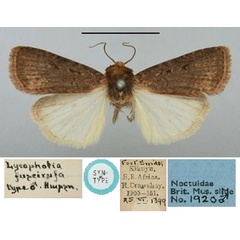 /filer/webapps/moths/media/images/F/fuscirufa_Lycophotia_ST_BMNH.jpg