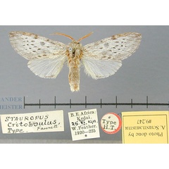 /filer/webapps/moths/media/images/C/critobulus_Hoplitis_LT_BMNH.jpg