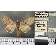 /filer/webapps/moths/media/images/D/diaereta_Dasychira_PTF_BMNHa.jpg