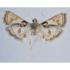 /filer/webapps/moths/media/images/A/aureomarginalis_Lygropia_AF_NHMO.jpg