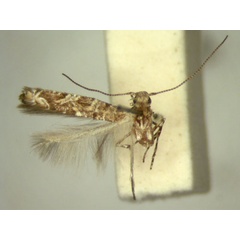 /filer/webapps/moths/media/images/A/aptata_Conopomorphina_HT_TMSA343.jpg