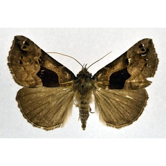 /filer/webapps/moths/media/images/M/mesomelaena_Dichromia_A_NHMO.jpg