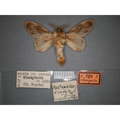 /filer/webapps/moths/media/images/E/elongata_Gastroplakaeis_HT_RMCA_02.jpg