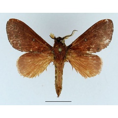 /filer/webapps/moths/media/images/S/sogai_Acosmetoptera_AM_Basquin_02.jpg