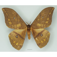/filer/webapps/moths/media/images/D/discrepans_Pseudantheraea_AF_Basquin_03a.jpg