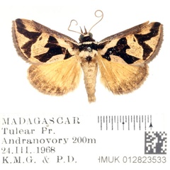 /filer/webapps/moths/media/images/P/pagenstecheri_Parafodina_AM_BMNH_02.jpg