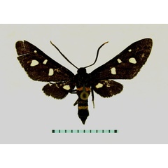 /filer/webapps/moths/media/images/X/xaixaia_Hampsonata_HT_TMSA.jpg