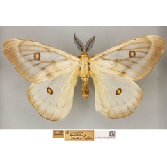 /filer/webapps/moths/media/images/A/apollina_Ceranchia_STM_BMNH.jpg