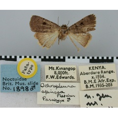 /filer/webapps/moths/media/images/S/spinosa_Ochropleura_PT_BMNH.jpg