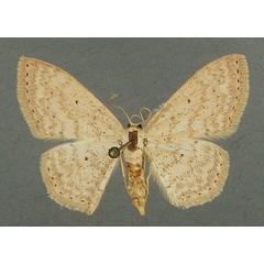 /filer/webapps/moths/media/images/L/lubricata_Scopula_AF_TMSA.jpg