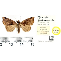 /filer/webapps/moths/media/images/X/xanthomochla_Marcipa_PTF_BMNH.jpg