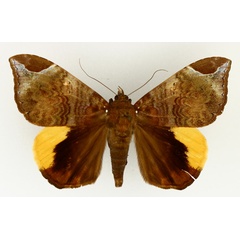 /filer/webapps/moths/media/images/P/praestans_Achaea_AM_TMSA_01.jpg