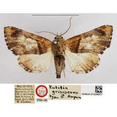 /filer/webapps/moths/media/images/G/grisescens_Eutelia_HT_NHMUK.jpg