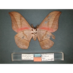 /filer/webapps/moths/media/images/V/vandenberghei_Lobobunaea_HT_RMCA_02.jpg