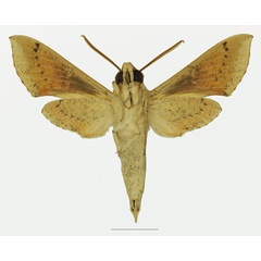 /filer/webapps/moths/media/images/R/roseipennis_Hippotion_AM_Basquin_02b.jpg
