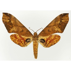 /filer/webapps/moths/media/images/S/stigmatica_Platysphinx_AF_Basquin_02.jpg