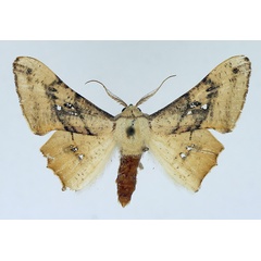 /filer/webapps/moths/media/images/D/dentataria_Coenina_AM_TMSA.jpg