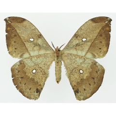 /filer/webapps/moths/media/images/G/gemmifera_Pselaphelia_AF_Basquin_01b.jpg