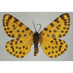 /filer/webapps/moths/media/images/P/pantheraria_Veniliodes_AM_ZSMb.jpg