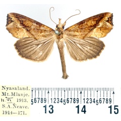 /filer/webapps/moths/media/images/C/commoda_Plusiodonta_AM_BMNH.jpg