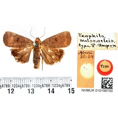 /filer/webapps/moths/media/images/M/melanocleis_Exophyla_HT_BMNH.jpg