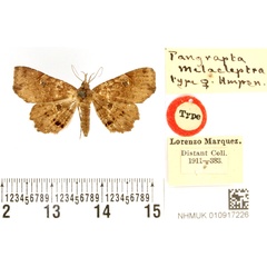 /filer/webapps/moths/media/images/M/melacleptra_Pangrapta_HT_BMNH.jpg