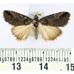 /filer/webapps/moths/media/images/M/metaleuca_Authadistis_AF_BMNH.jpg